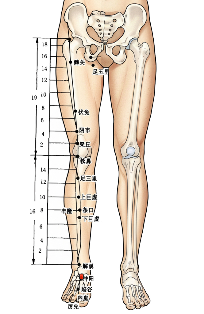 冲阳穴 /  ST-42 / Chongyang / Surging Yang / 足阳明胃经原穴
