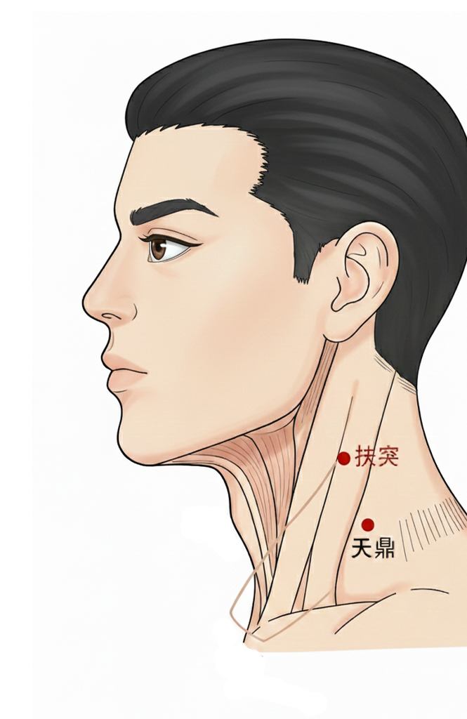 扶突穴 /  LI-18 / Futu / Supporting Prominence