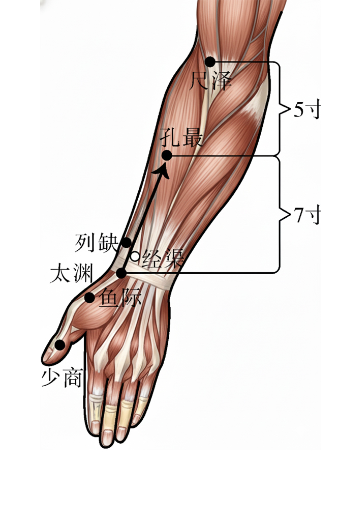 经渠穴 / LU-8 / Jingqu / Channel Ditch