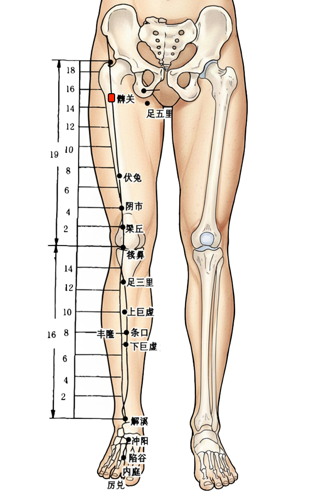 髀关穴 / ST-31 / Biguan / Thigh Gate