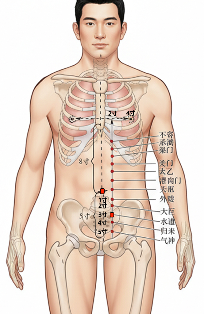 水道穴 / ST-28 / Shuidao / Water Passage / 胞宫募穴 · Front-Mu Point of the Uterus