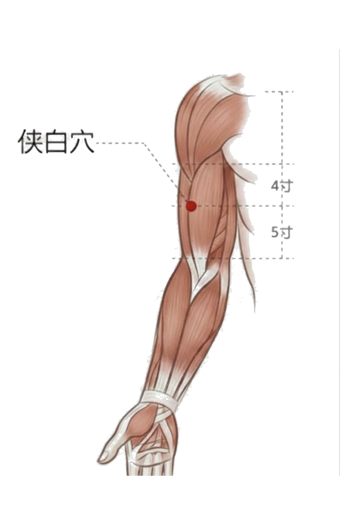 侠白穴 / LU-4 / Xiabai /Clasping White