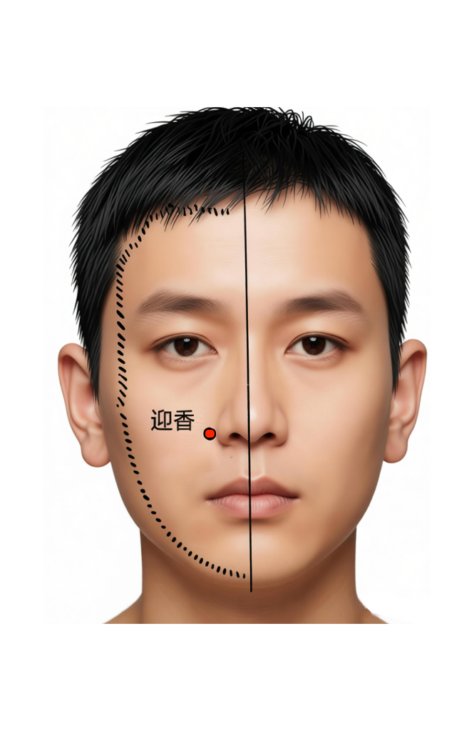 迎香穴 / LI-20 / Yingxiang / Welcome Fragrance