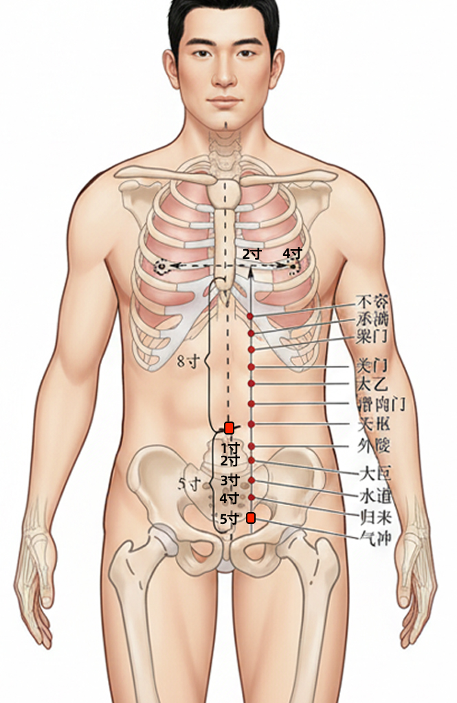 气冲穴 / ST-30 / Qichong / Qi Rushing