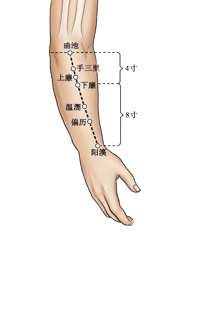 上廉穴 /  LI-9 / Shanglian / Upper Angle