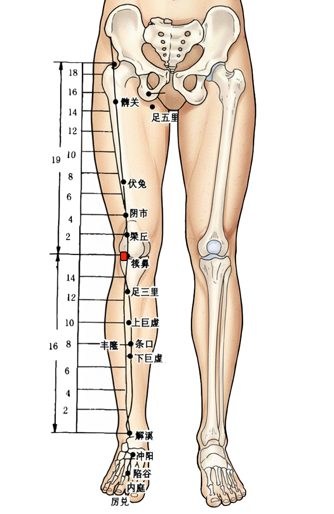 犊鼻穴 / ST-35 / Dubi / Calf’s Nose