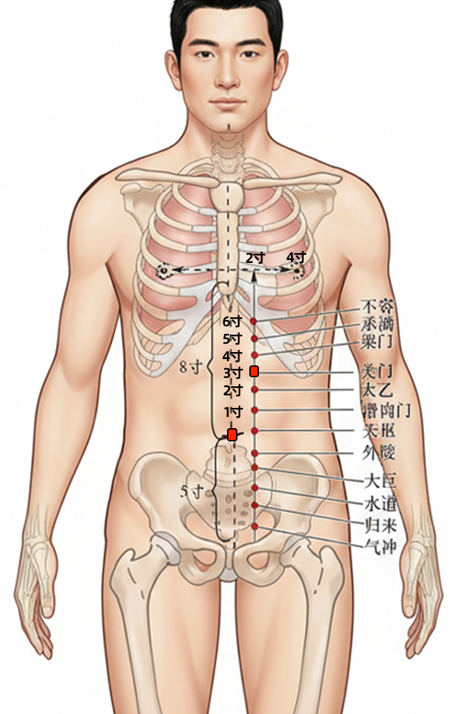 关门穴 / ST-22 / Guanmen / Gate Closure