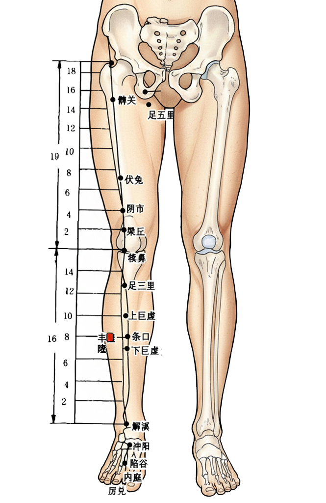 丰隆穴 / ST-40 / Fenglong / Abundant Bulge