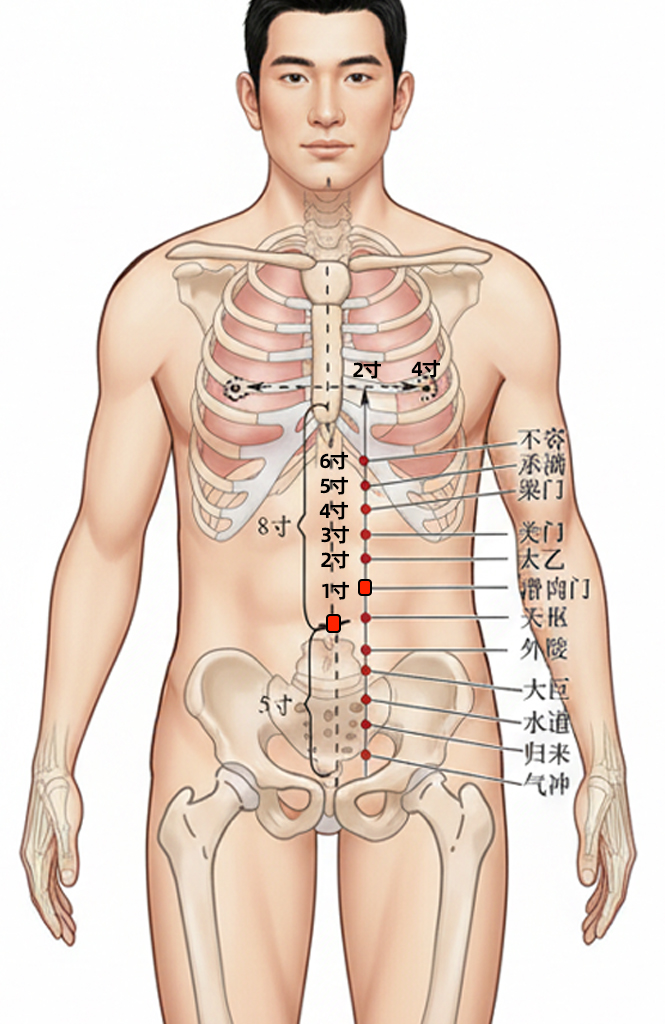 滑肉门穴 / ST-24 / Huaroumen / Slippery Flesh Gate